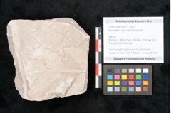 Foto (Objekt + Etikett) von Neuropteris auriculata Brongniart (NHMW-GEO-2024-0188-10671)